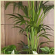 Wedding Plant Displays, Christmas Displays and Interior Plants