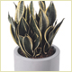 Wedding Plant Displays, Christmas Displays and Interior Plants