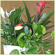 Wedding Plant Displays, Christmas Displays and Interior Plants