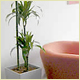 Wedding Plant Displays, Christmas Displays and Interior Plants