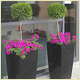 Wedding Plant Displays, Christmas Displays and Interior Plants