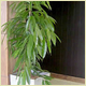 Wedding Plant Displays, Christmas Displays and Interior Plants