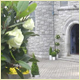 Wedding Plant Displays, Christmas Displays and Interior Plants
