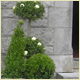Wedding Plant Displays, Christmas Displays and Interior Plants